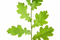 Chêne - rameau avec feuilles sur fond banc